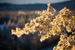 alvdalen2008-155.jpg