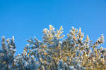 alvdalen2008-67.jpg