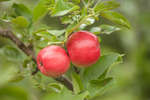 apple-03.jpg