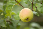 apple-10.jpg