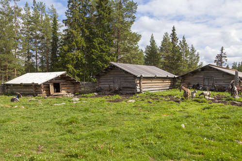 Fäbodar