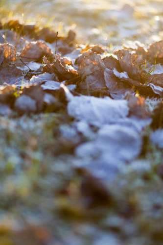 Frost