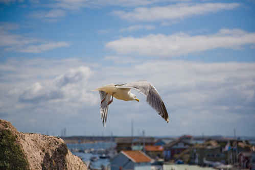 Gråtrut
