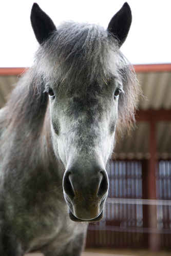 Hästar