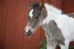 islandshastar080430-38.jpg