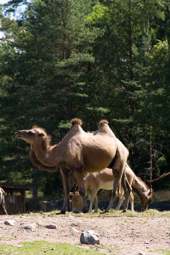 Kamel