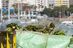 las-palmas110612-3.jpg