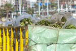 las-palmas110612-4.jpg