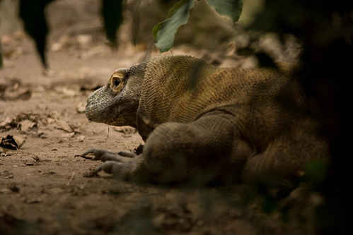 Komodovaran