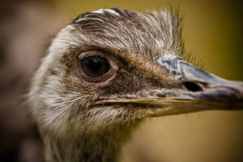 Nandu