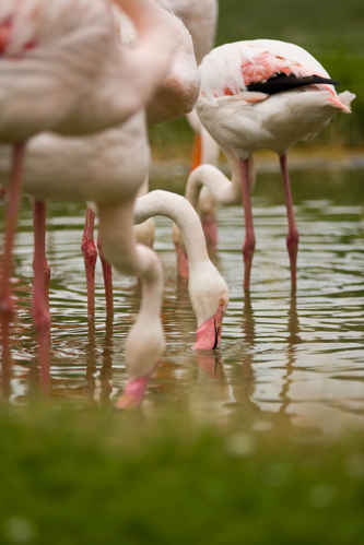 Flamingos