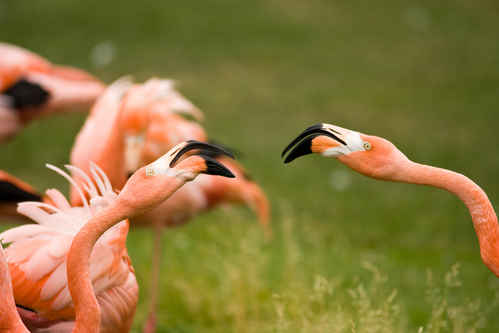 Flamingo