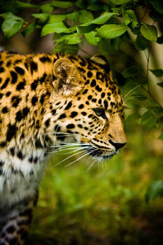 Leopard