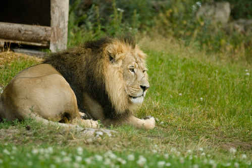 Lejon