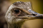 parkenzoo2080719-29.jpg