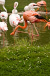 parkenzoo2080719-36.jpg