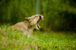 parkenzoo2080719-52.jpg