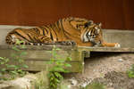 parkenzoo2080719-6.jpg
