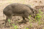 parkenzoo2080719-7.jpg