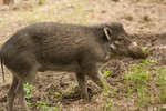 parkenzoo2080719-8.jpg