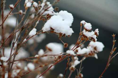 Snö
