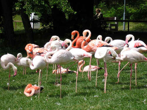 Flamingos