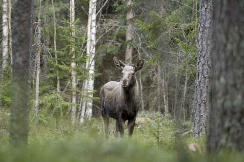Älg