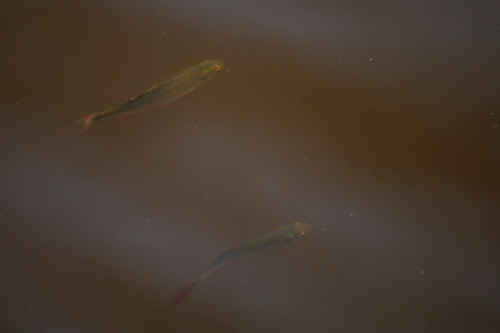 Fiskar