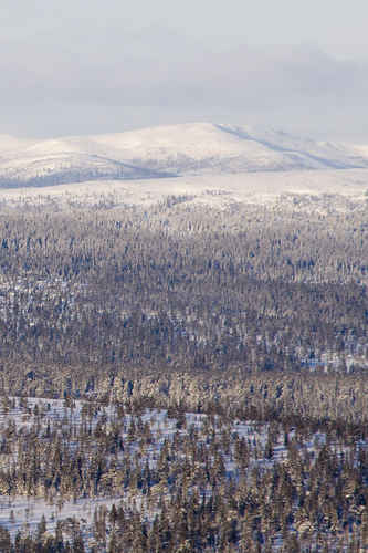 Skogar