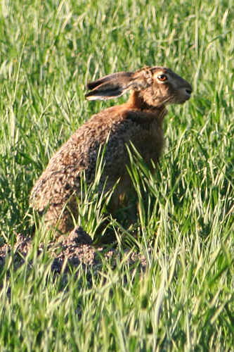 Hare i gräset