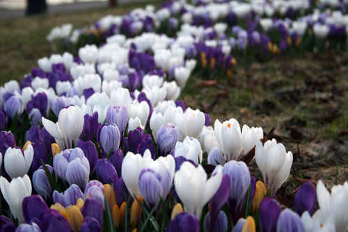 Krokus