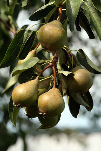 Gråpäron