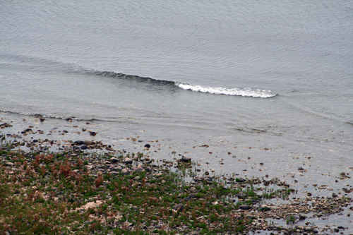 Stenkust