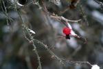 IMG_2474.jpg