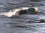 IMG_4042.jpg