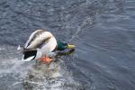 IMG_4070.jpg