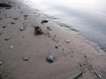 Strandkant.jpg