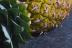 ananas_svart.jpg