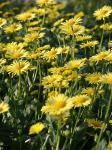 gula_blommor.jpg