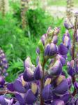 larv-bland-blommor.jpg