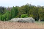 skog.jpg