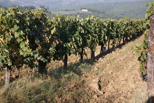 Vinodling