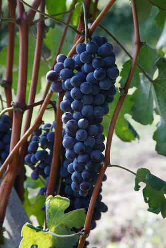 Vinklasar