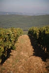 vindruvor091002-03.jpg