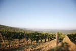 vindruvor091002-05.jpg
