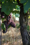 vindruvor091002-105.jpg