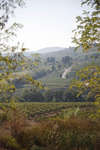 vindruvor091002-22.jpg