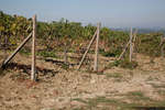 vindruvor091002-24.jpg