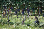 vindruvor091002-27.jpg