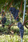 vindruvor091002-32.jpg